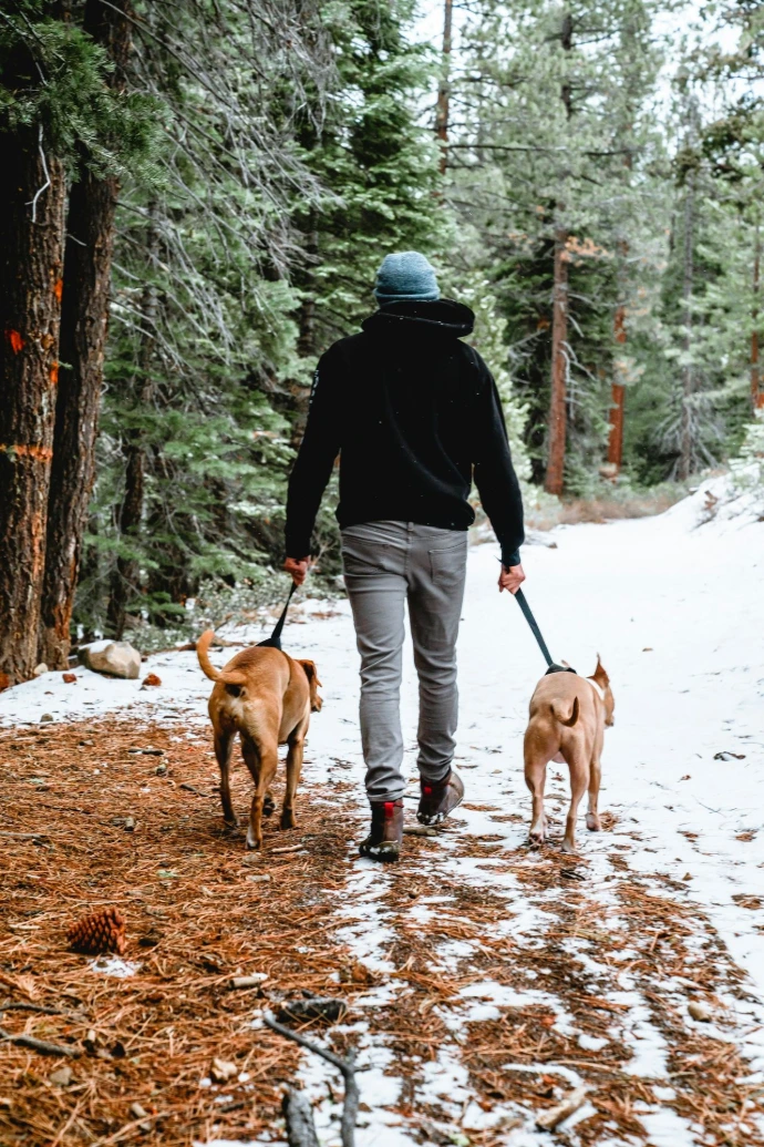 Dog walker, in winter, with two dogs on leash