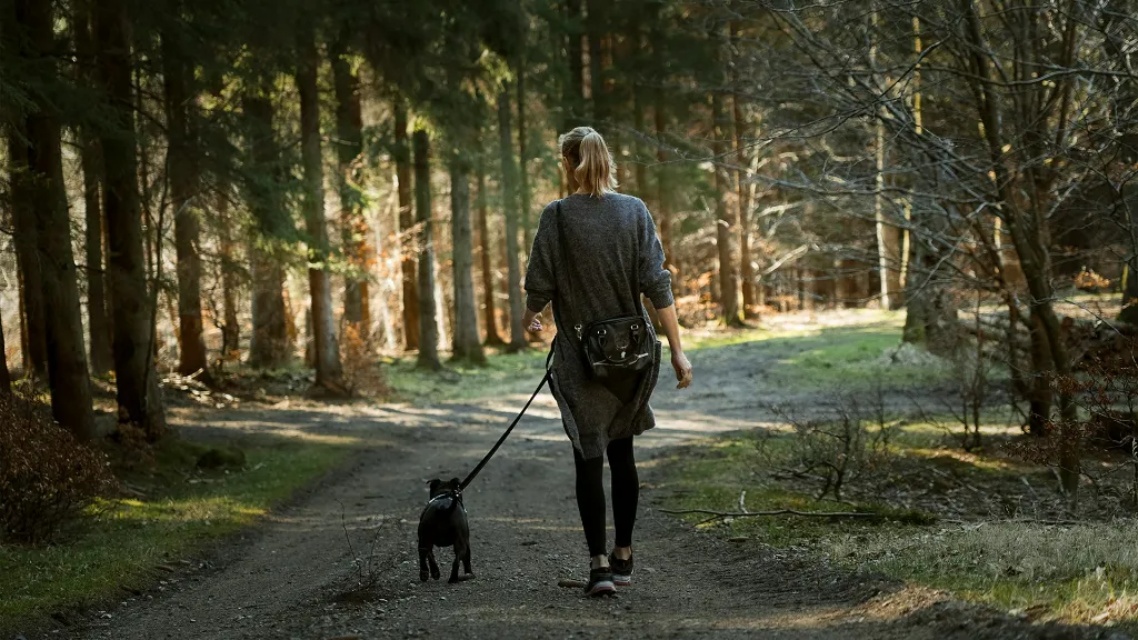 unsplash_sGV1QDMM0Gg_dog walk.webp