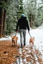 unsplash_33Iq25wPr7M_dog walk.webp