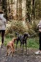 CC Compagnie Canine - Garde et Promenades de chiens